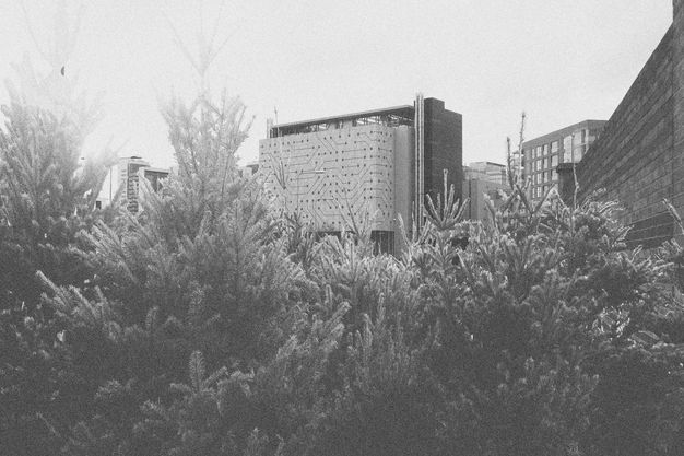 Black and white image. A bank of bristling pine tree branches fills the lower half of this horizontal composition. Blocky buildings rise against a blank sky beyond.